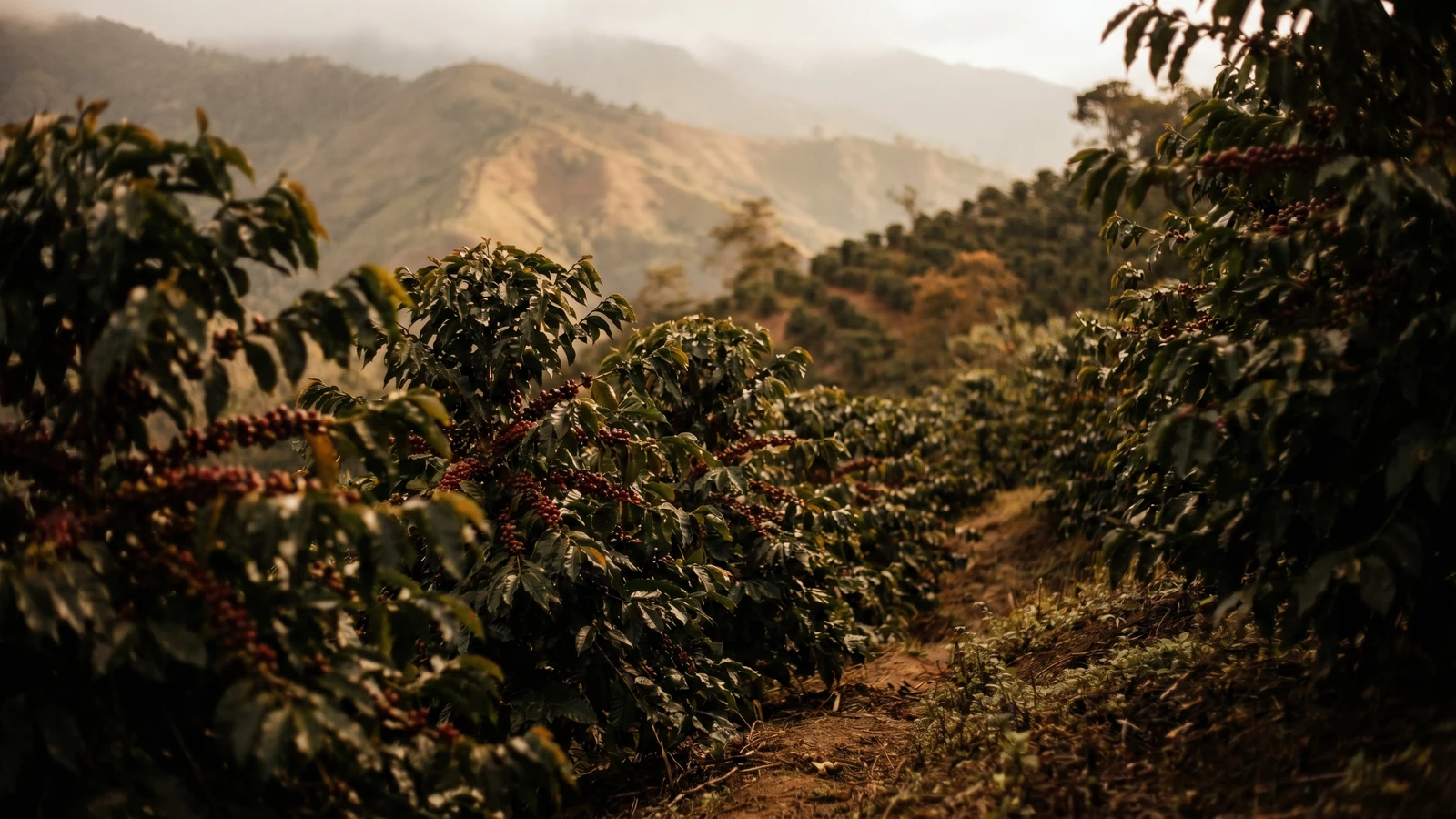 Coffee farm hillside in Huila, Colombia