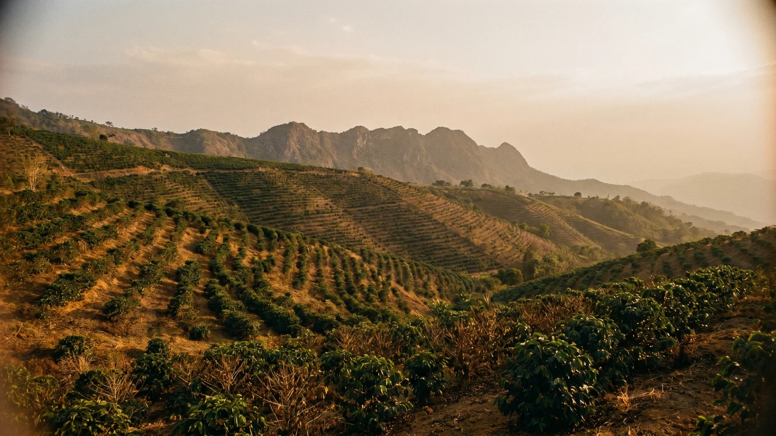 Highland coffee terraces in Huehuetenango, Guatemala