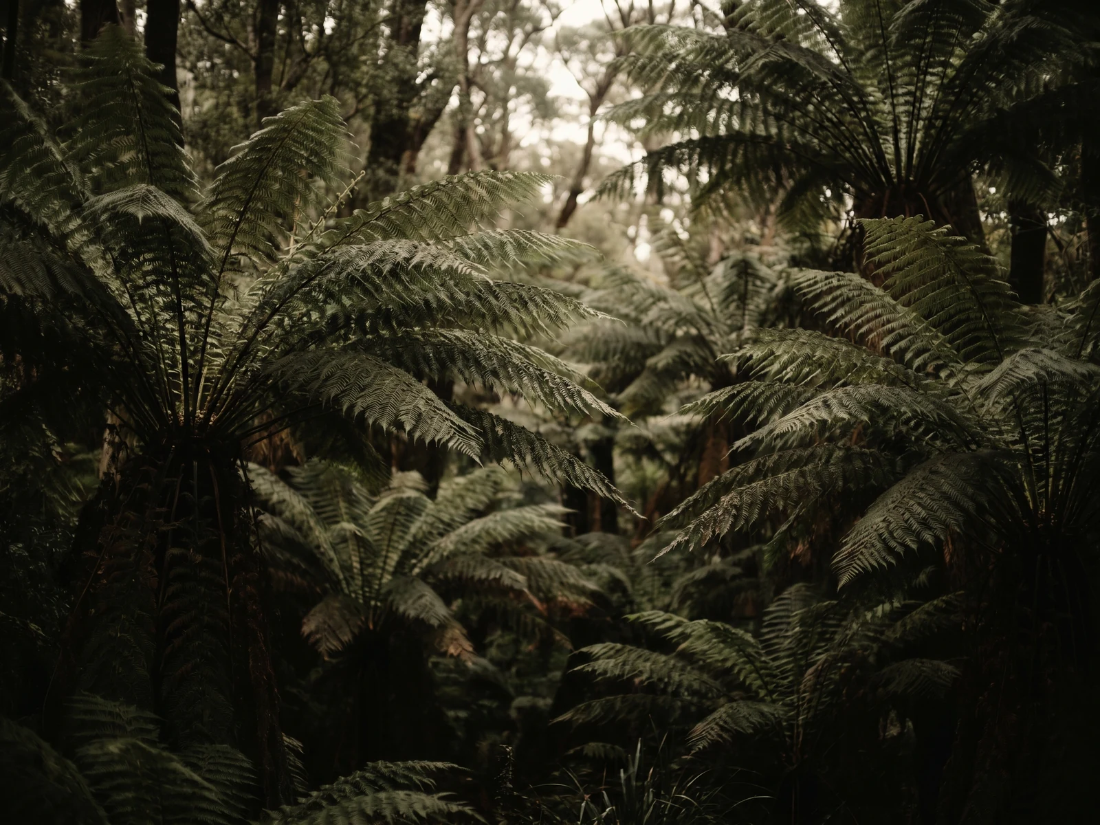 Rainforest ferns in shallow focus